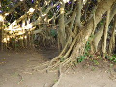 鹿児島県熊毛郡南種子町