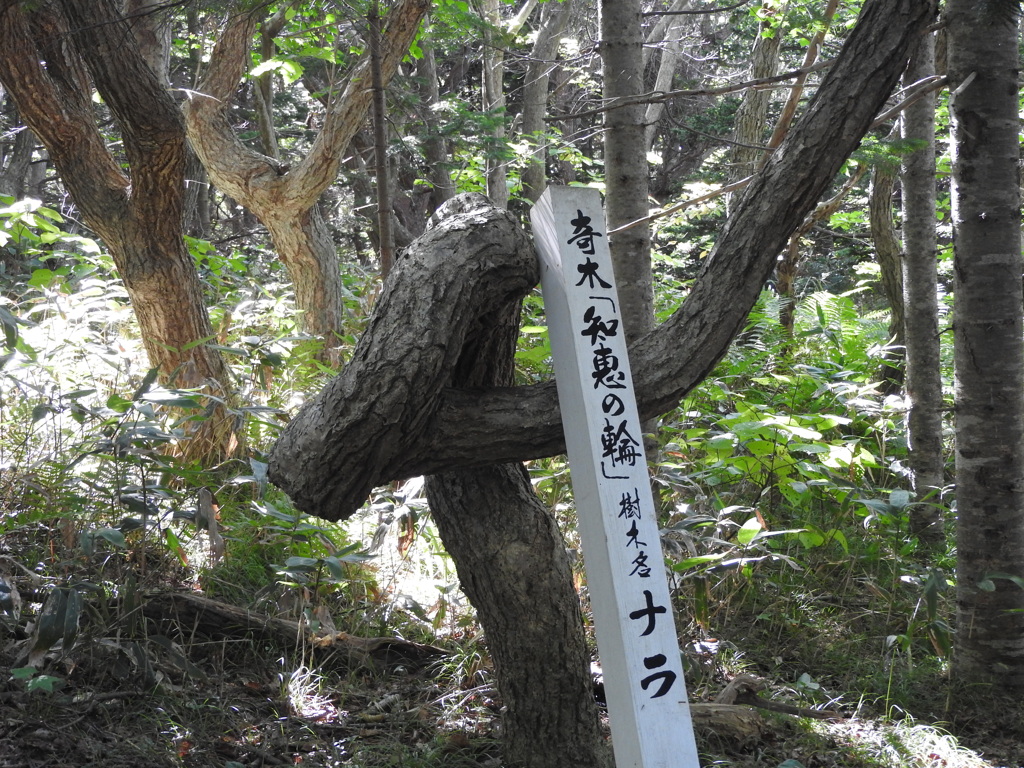 北海道苫前郡羽幌町大字焼尻