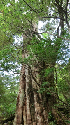 鹿児島県熊毛郡屋久島町