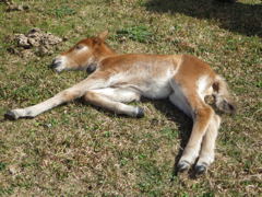 沖縄県八重山郡与那国町