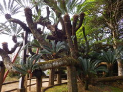 鹿児島県熊毛郡中種子町