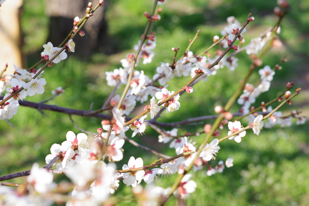 茨城県水戸市