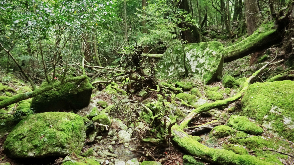 再）鹿児島県熊毛郡屋久島町