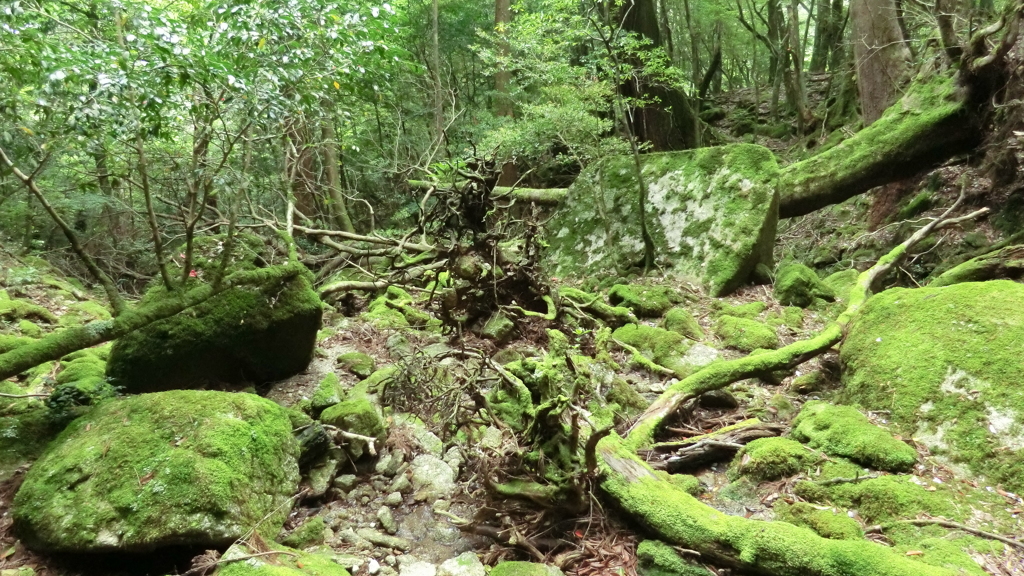鹿児島県熊毛郡屋久島町