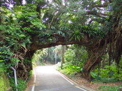 鹿児島県西之表市