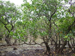 鹿児島県奄美市