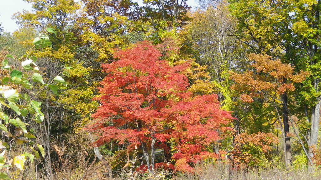 十勝平野