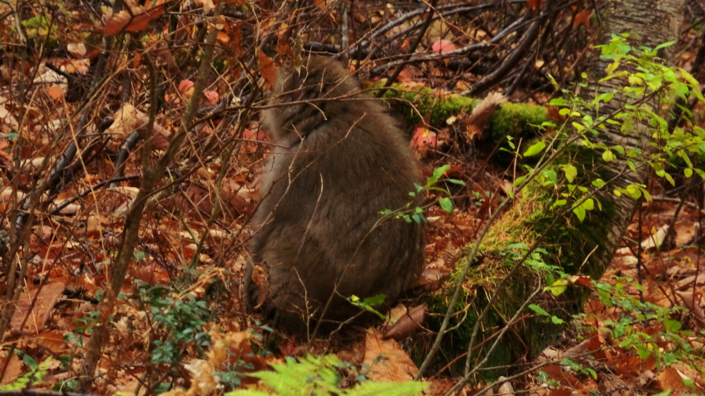 富山県富山市有峰