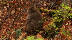 富山県富山市有峰