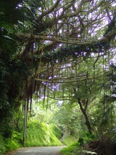 鹿児島県西之表市