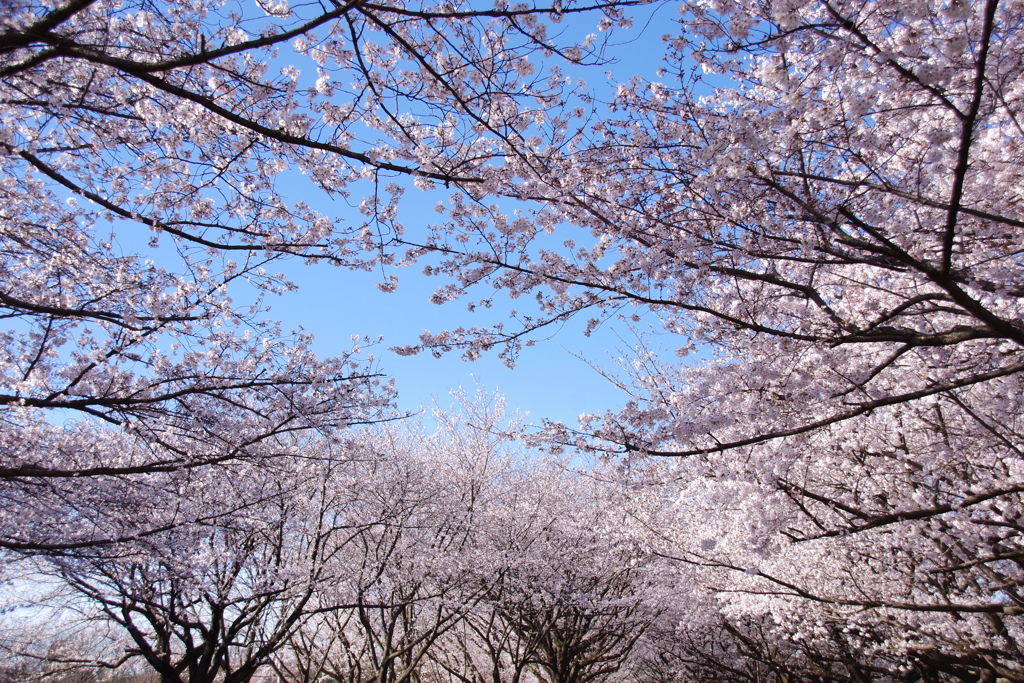 埼玉県川越市