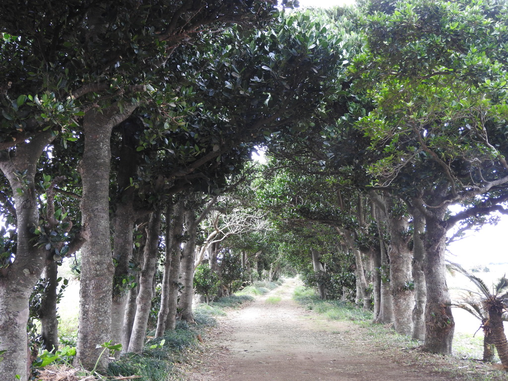 沖縄県宮古郡多良間村