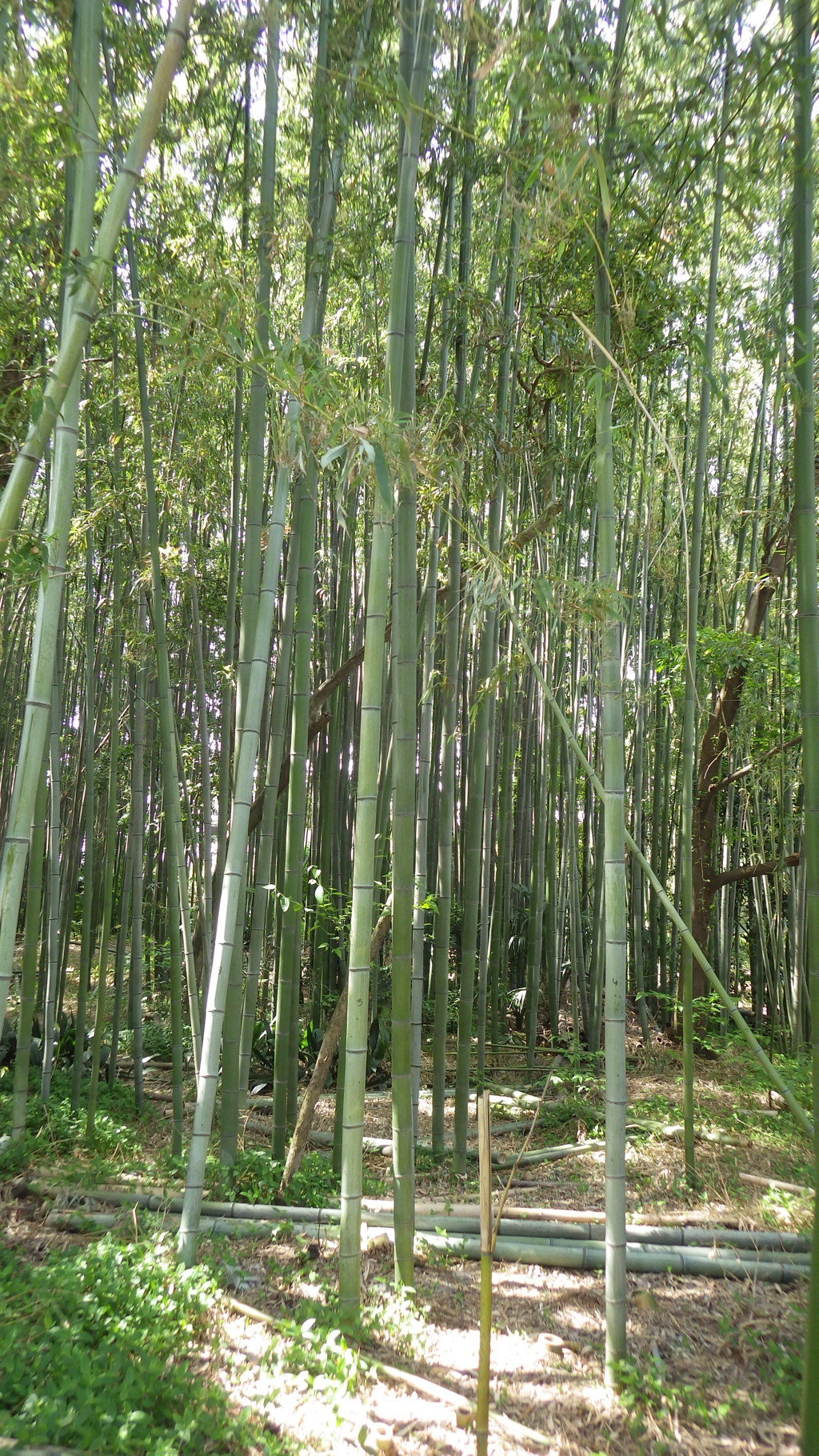 京都府八幡市 