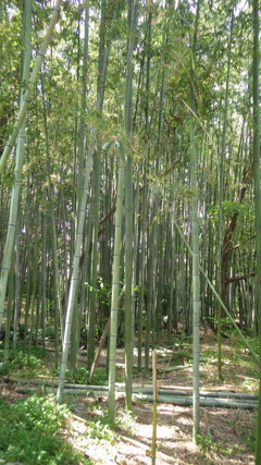 京都府八幡市 