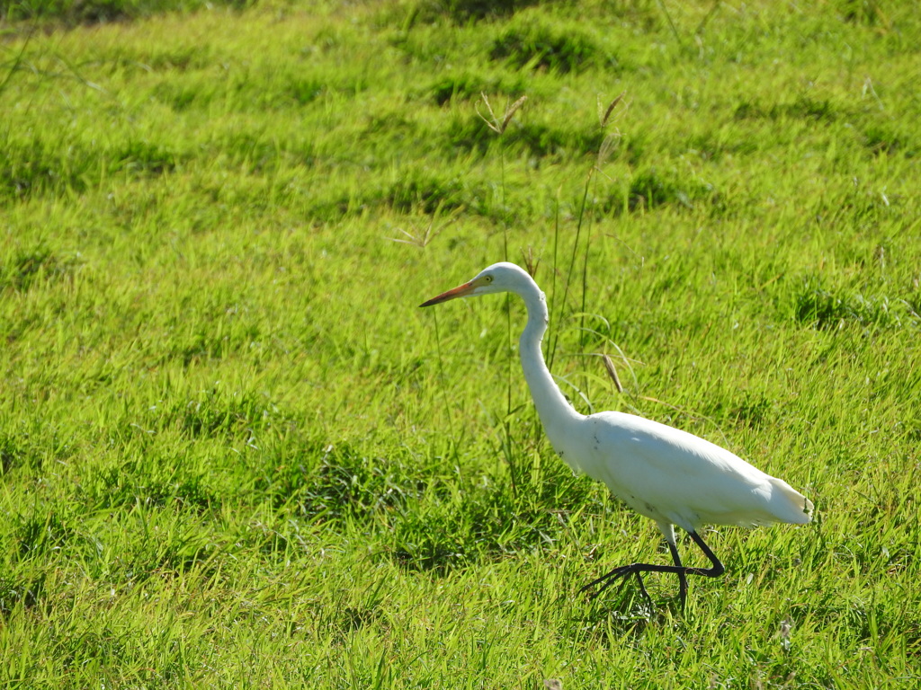 沖縄県八重山郡竹富町波照間