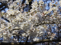 埼玉県川越市