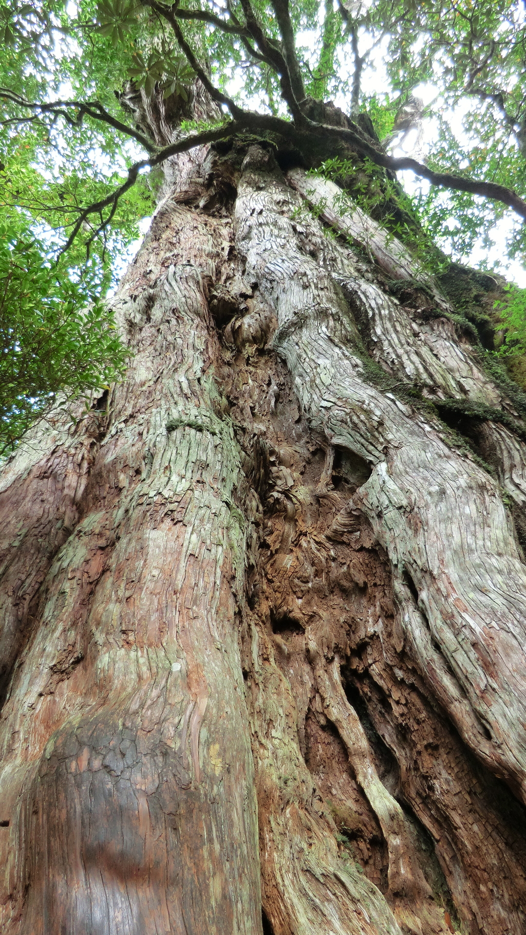 鹿児島県熊毛郡屋久島町