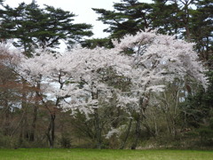 宮城県宮城郡松島町