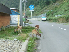 北海道目梨郡羅臼町相泊