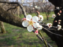 茨城県水戸市