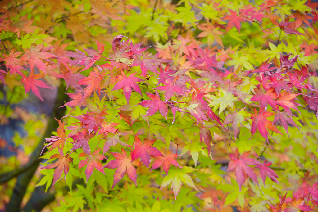 山梨県南都留郡道志村