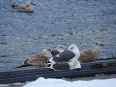 青森県東津軽郡外ヶ浜町