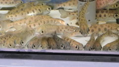 標津サーモン科学館