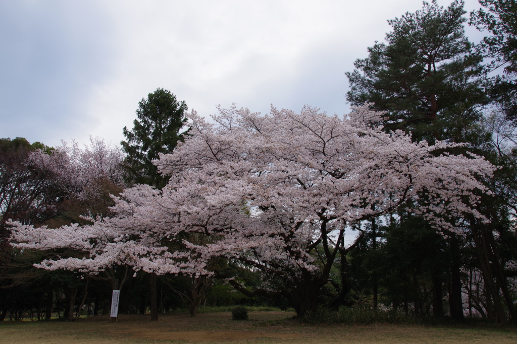 埼玉県所沢市