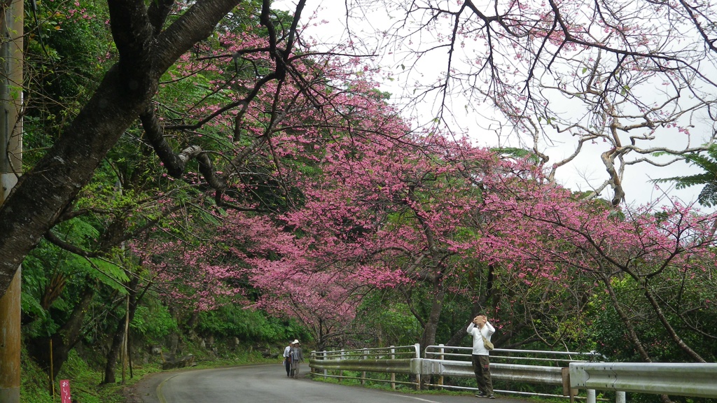 沖縄本島