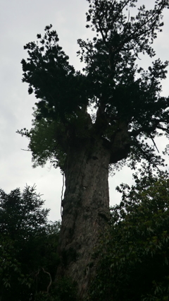 鹿児島県熊毛郡屋久島町