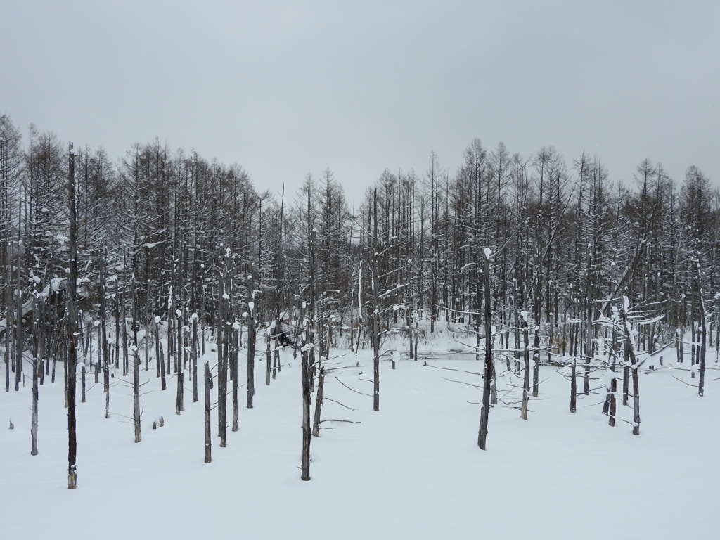 北海道上川郡美瑛町