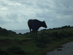 沖縄県八重山郡与那国町
