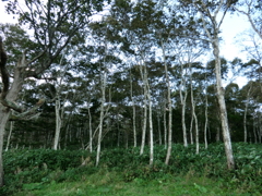 北海道目梨郡羅臼町