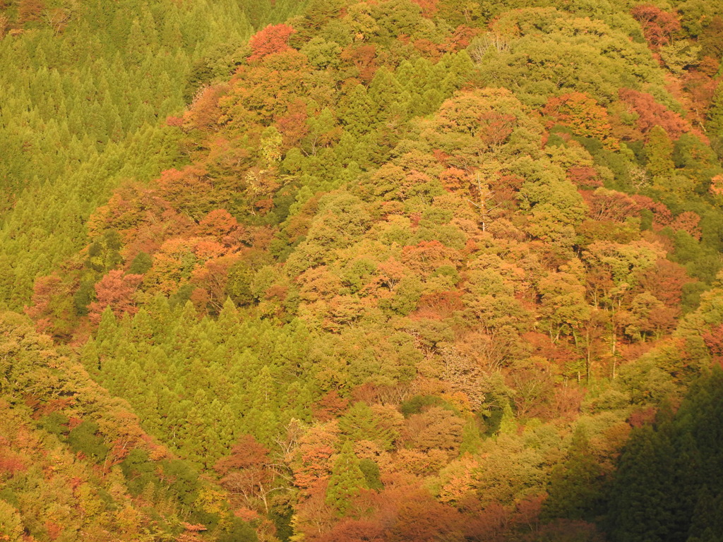 茨城県常陸太田市