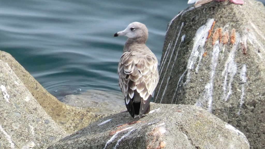  北海道目梨郡羅臼町