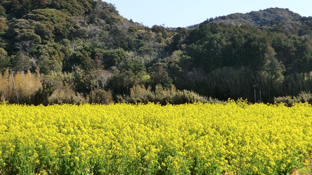 千葉県南房総市富浦町