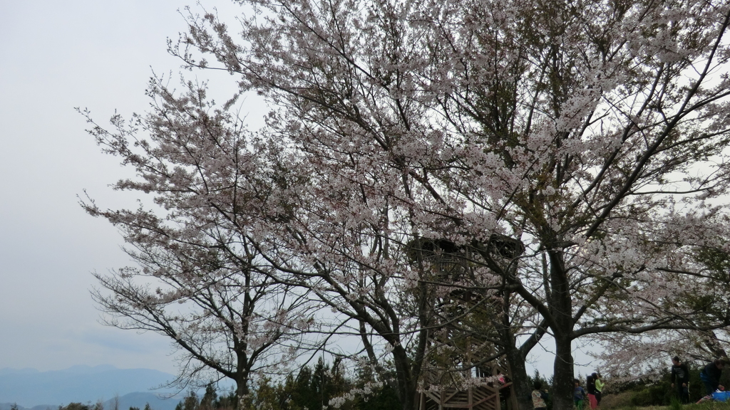 神奈川県秦野市