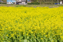 千葉県南房総市