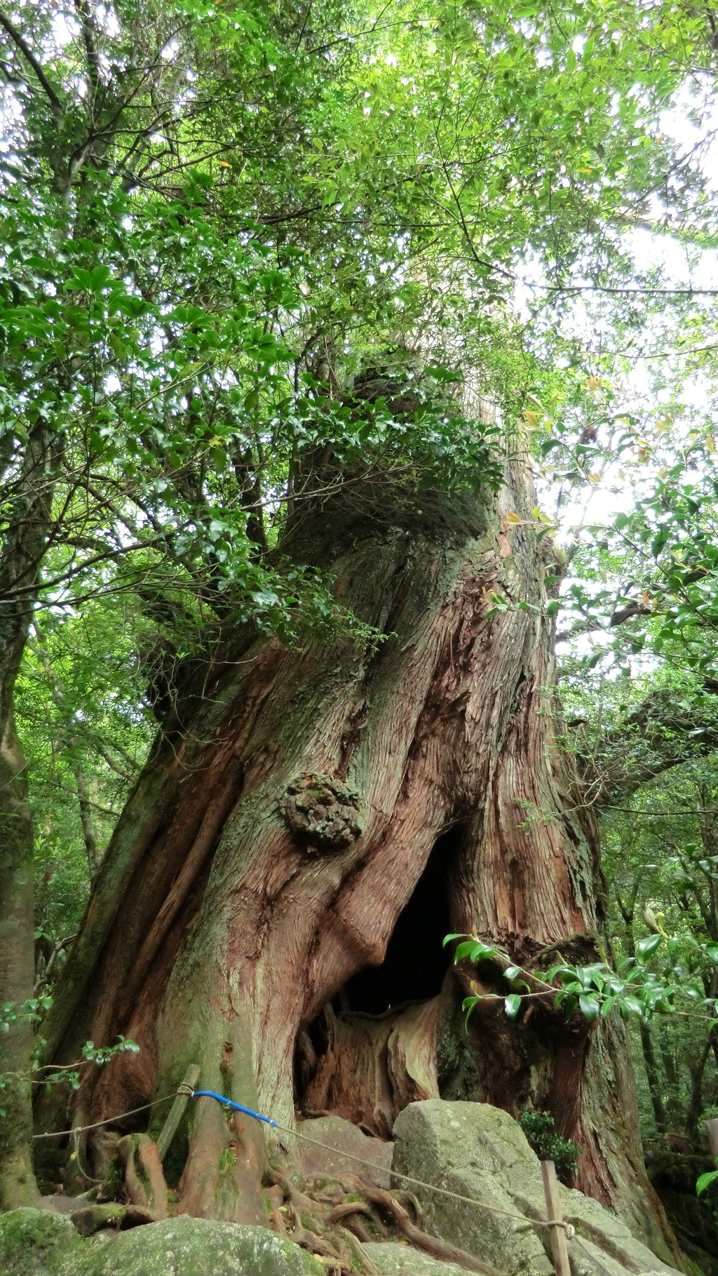 鹿児島県熊毛郡屋久島町