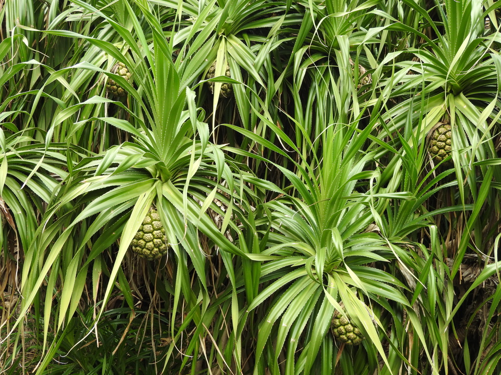 沖縄県島尻郡座間味村