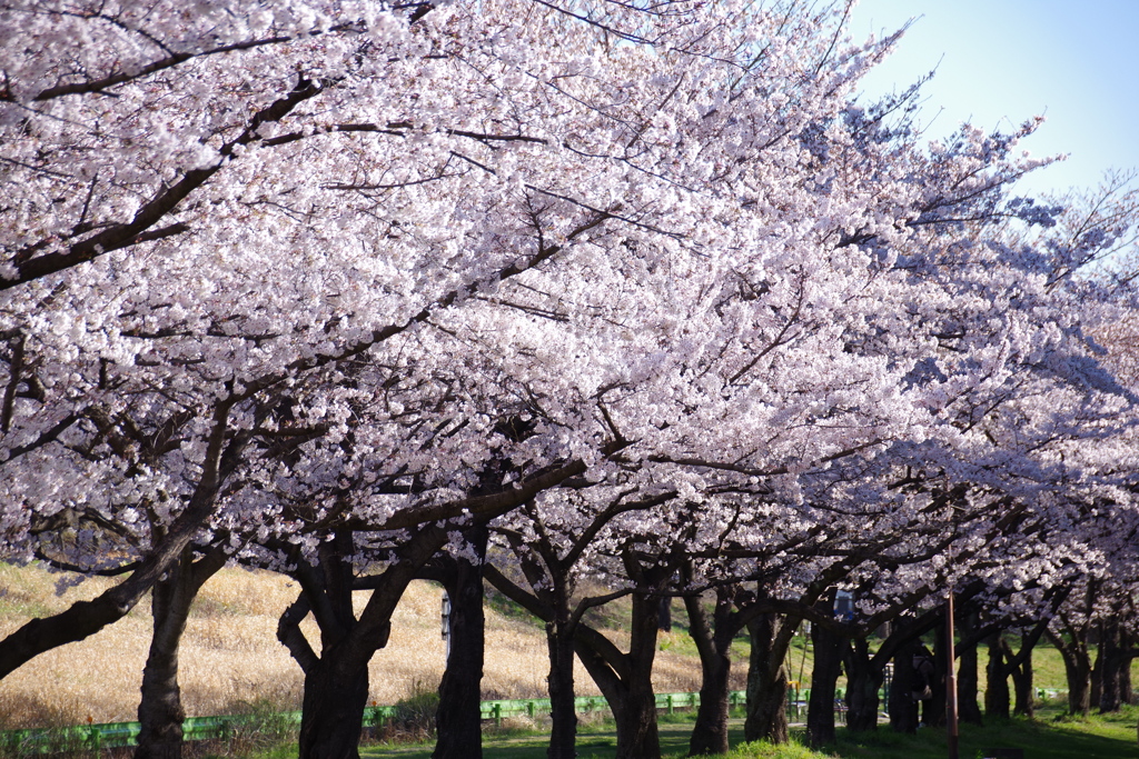 埼玉県川越市