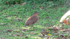 沖縄県八重山郡竹富町