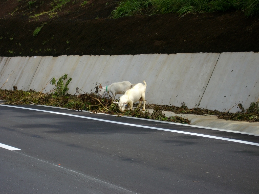 西表島