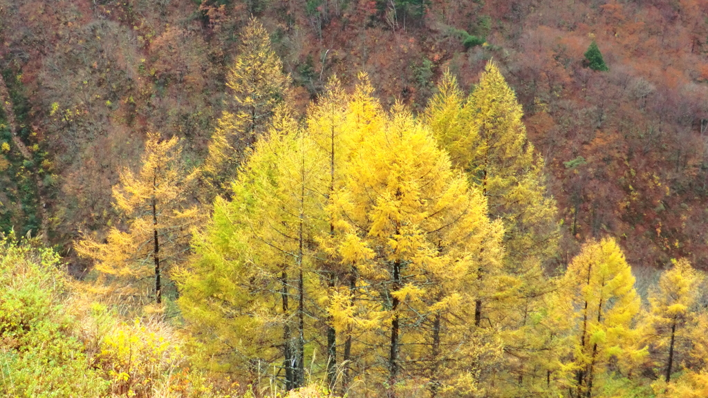 富山県富山市有峰