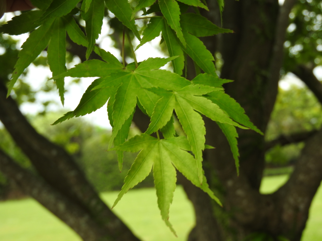 鹿児島県南九州市