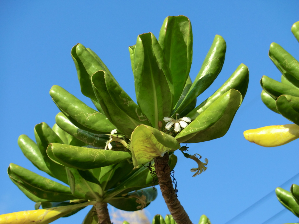 沖縄県国頭郡恩納村