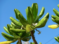 沖縄県国頭郡恩納村