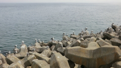  北海道目梨郡羅臼町