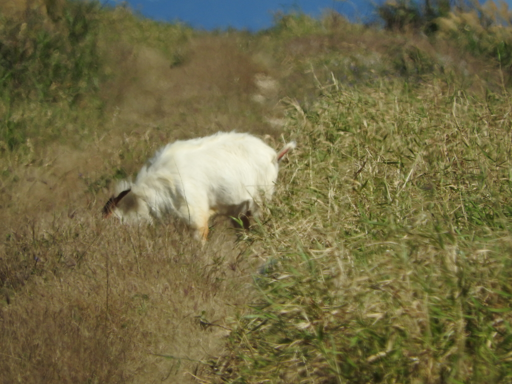 沖縄県八重山郡竹富町波照間
