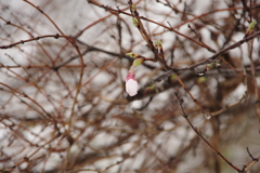 埼玉県秩父郡横瀬町